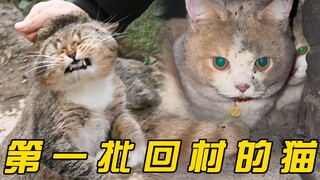 第一批回村的猫咪，有的血脉觉醒，有的早已开始摆烂