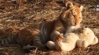 [สารานุกรมเฉลี่ย] มีมของ Zundu Jiadu คืออะไร?