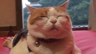 Kucing "Buddha" sejati, langsung tinggal di ruang sembahyang Buddha