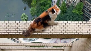 "Liu Yifei" dari dunia kucing berteriak minta tolong dari balok lantai 27: Selamatkan aku! Aku akan 