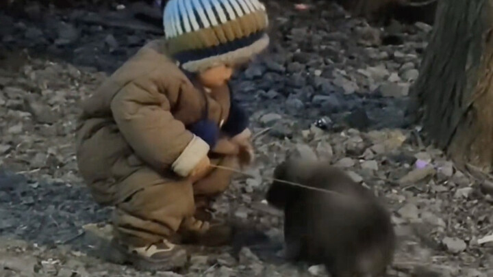 Kid Brother and His Little Mutts