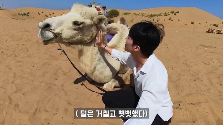 What Happened When I Interacted with Camels in the Mongolian Desert