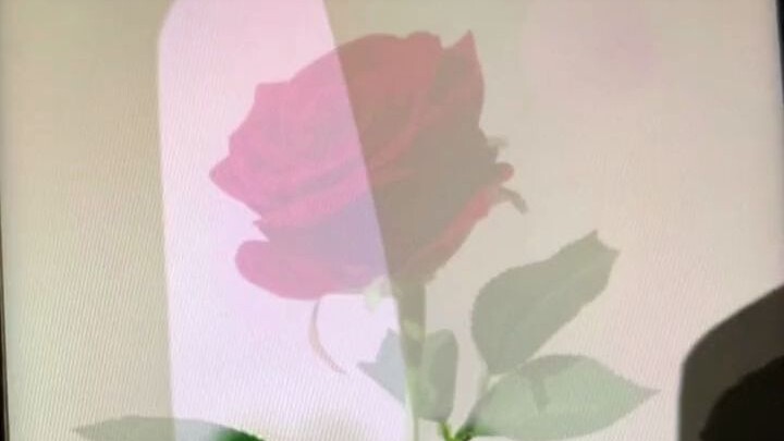 ดอกกุหลาบที่คุณมอบให้ บัดนี้ได้กลายเป็นมีดสั้นไปแล้ว