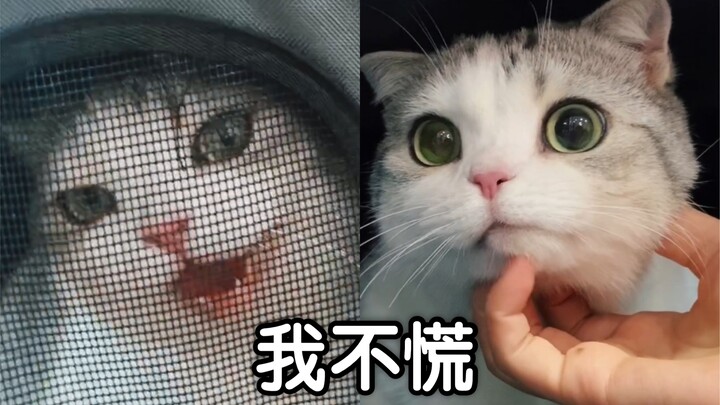 Kucing ngomong harum sepanjang perjalanan ke rumah sakit, bikin panik abis!