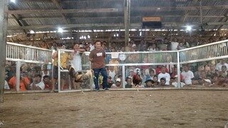 #bulik atong ang blood line. sample.