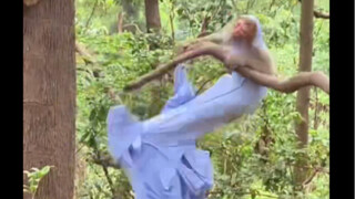 A little monkey snatched a tourist's sun-protective clothing and then couldn't get out.