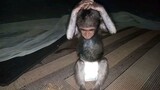 disciplined monkey #treerat #monkey #KarenMafia