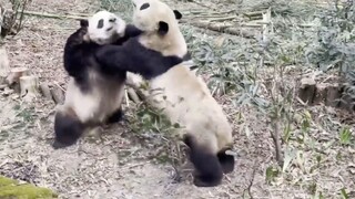 我怀疑这俩熊猫是真打～