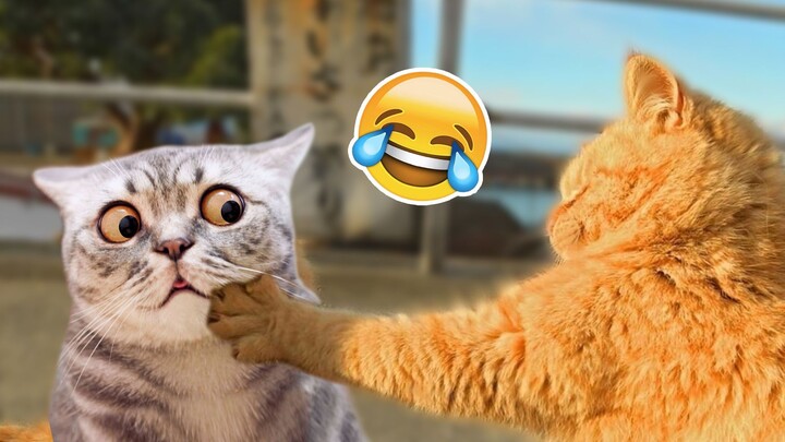 Wacko Kitty Cats Jerking Around If you laugh you restart the video