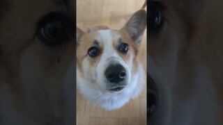 Corgi vs Chicken Nugget