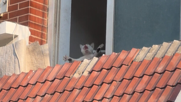 Có thể đổi một chú mèo nhỏ bằng dưa hấu