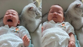 ทารกร้องไห้ไม่หยุดจนพ่อแม่รู้สึกไม่เข้าใจ ทารกนอนหลับภายในไม่กี่วินาที หลังจากถูกวางลงบนหลังแมวโดยไม