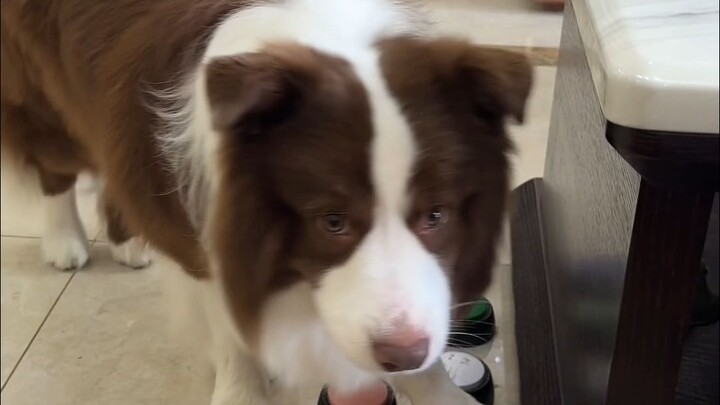 Puppy: Dinner! How could I survive without you and your food?