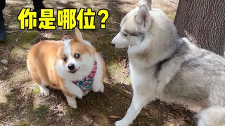 What is it like to raise a Corgi and a Husky at the same time?