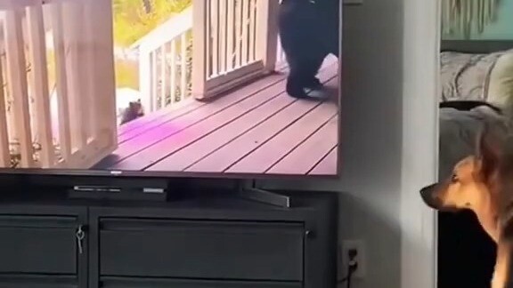Anjing itu bodoh dan sulit membedakan