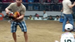 3 wins championship fight @ Gallera de Mandaue / 40k champion
