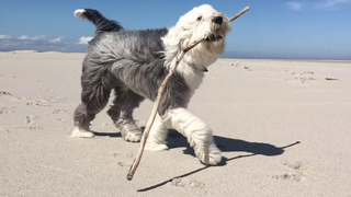 Izzy the Sheepadoodle