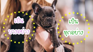 ต้องแก้ไข!! หมาหน้าสั้นหายใจลำบาก กรน หายใจเสียงดัง by Thai Pet Academy