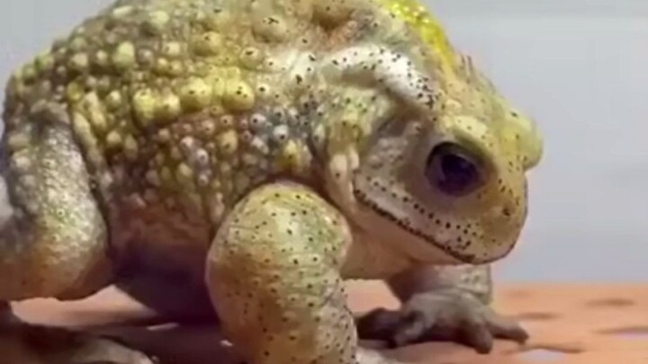 The Process of a Toad Molting