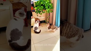 🧐Watch These Funny Creatures Steal The Show😹 | Animals LOL Moments #funnyanimals #funnycats