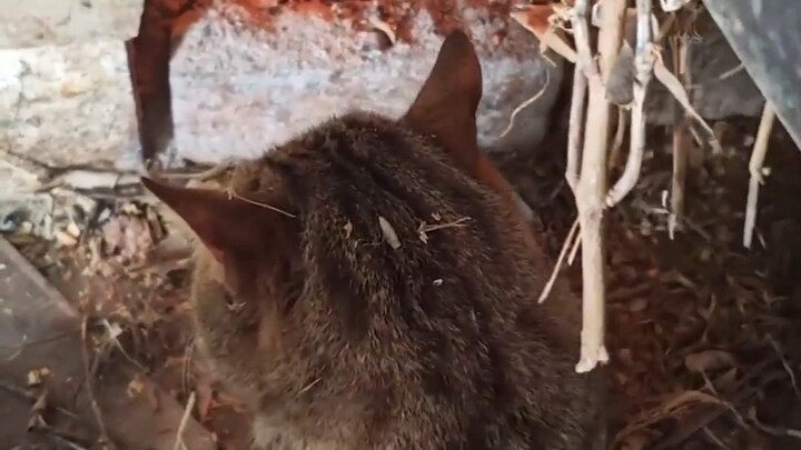 Every time we light the fire, the little cat always sits right here.