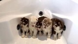 [Animals]Try to give 5 malamutes a bath