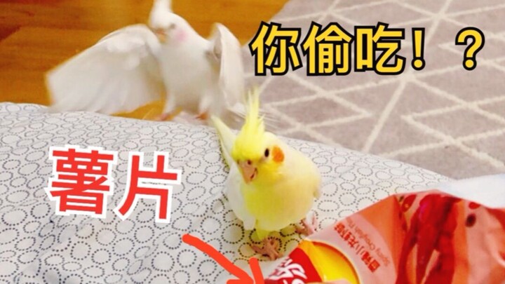 As soon as the parrot saw its owner eating potato chips, it zoomed over at lightning speed! Those wi