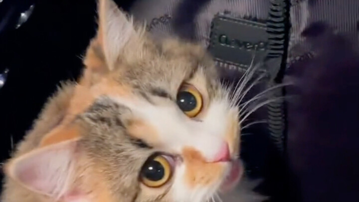 ลูกแมว: คุณเป็นแม่ฉันได้ไหม?