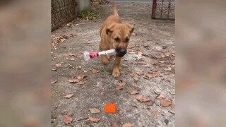 Dog: I'm the Porter Who Feeds My Family