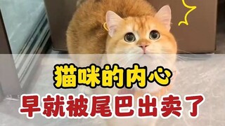 A cat's tail betrays its mood