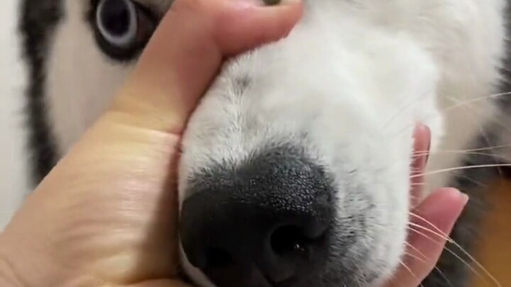 Holding a dog’s muzzle actually means this.
