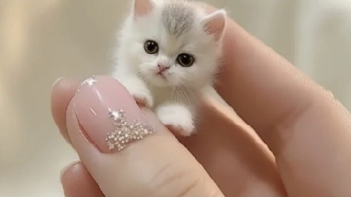 Apakah seluruh dunia akan jatuh cinta pada kucing peliharaan imut yang turun seperti malaikat super 