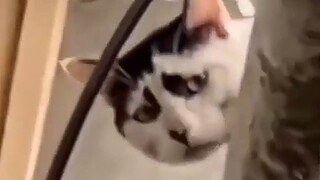 Cat's Animation