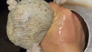 Xiaoyu's fight with Paul the Octopus
