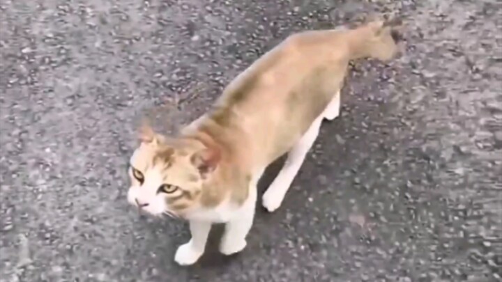 Kucing: Guru, panggilkan taksi!