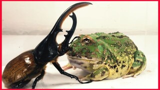 African Bullfrog Vs King.