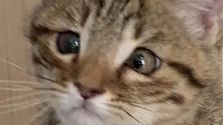 猫咪过敏导致脸部肿胀变形，挤压得眼睛也变成对对眼了，经我宠物医生王这么一治，直接重回颜值巅峰