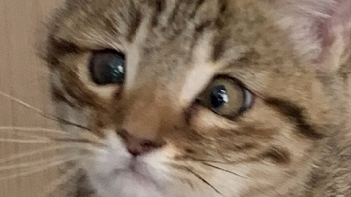 My cat's face was swollen and deformed due to allergies, and the eyes were squeezed so hard that the