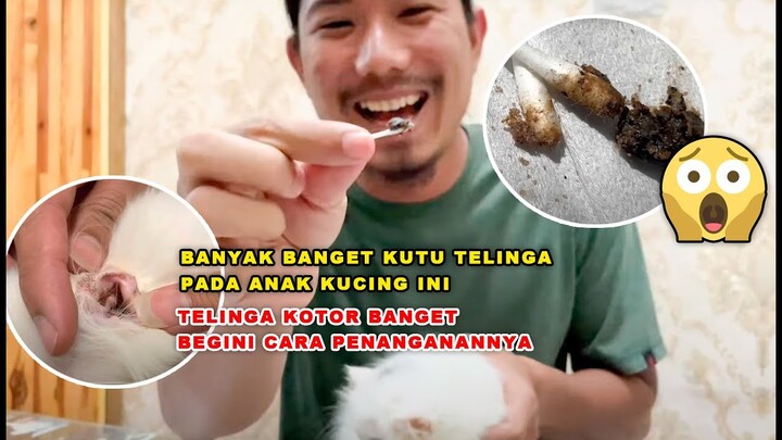 Banyak banget Kutu telinga pada anak kucing ini 😱 telinga kotor banget 😭begini cara penanganannya