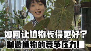 如何让植物长得更好？制造竞争压力！！！