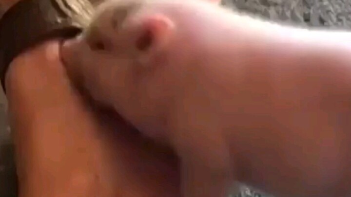 The little pig is so happy while scratching itself.