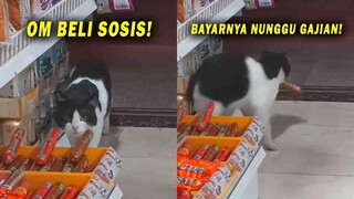 Kucing Ini Setiap Hari Selalu Mencuri Sosis di Warung yang Sama! Pemilik Warung Hanya Bisa Pasrah