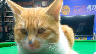 Little Orange Never Fails