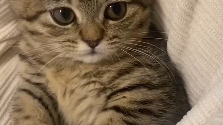 ใครจะไม่ชอบน้องแมวน่ารักกันล่ะ