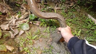 [Animals]How to catch a big monopterus