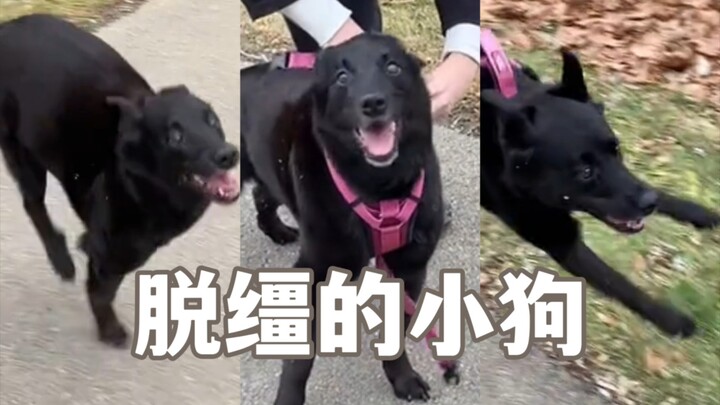 حبيبي، أنت مهر صغير حرّ وطليق 🥺