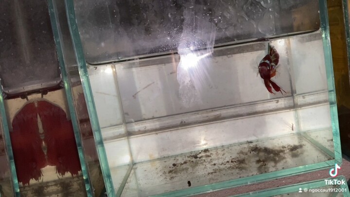 Đến hẹn lại lên ae ngắm cá thôi