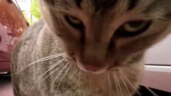 Nak, kau ingin mati ya?