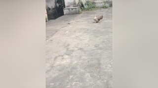 Bạn gà ơi đợi Bemmm 😅😅 corgi dog chó lovecorgi chó_cưng dogs petlover