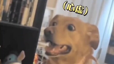 Untuk pertama kalinya, aku melihat dua kata “merasa bersalah” di wajah si anjing!